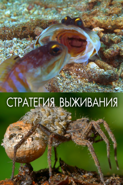  Стратегия выживания 
