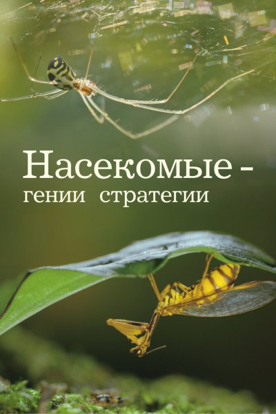  Насекомые — гении стратегии 